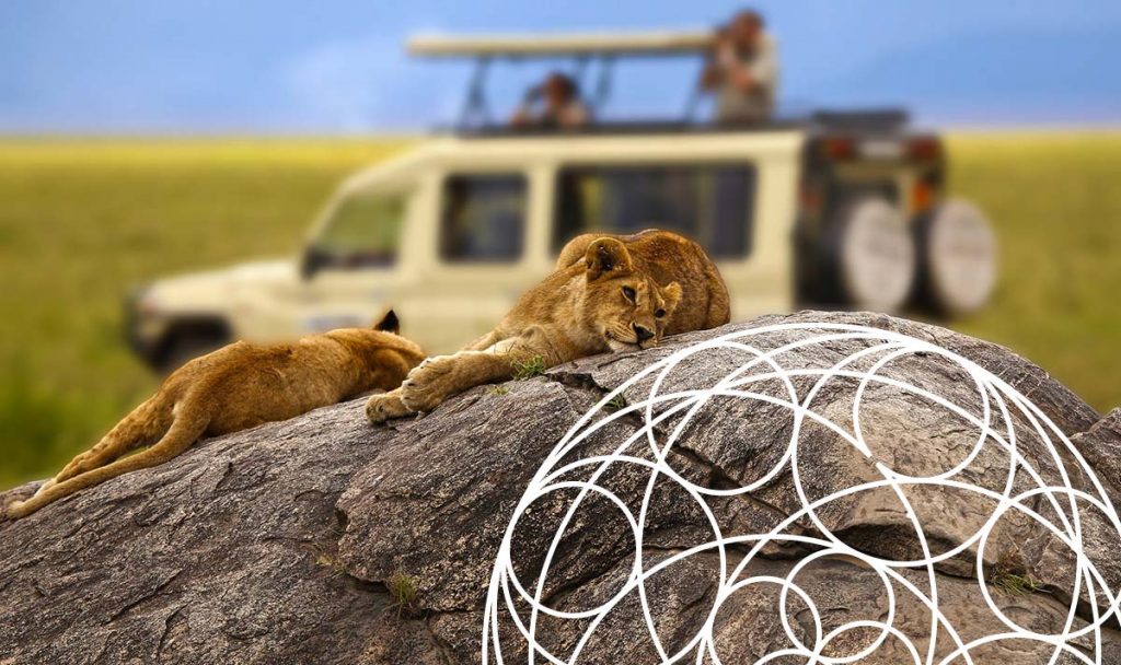 zdjęcie z prawdziwego safari, na pierwszym planie wylegujące się na kamieniu dwa lwy, w mocno rozmytym tle samochód z uczestnikami safari. Na zdjęcie z boku nałożona jest rozeta